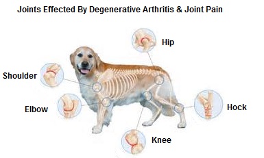 The benefits of Canine Joint Health 