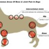 joint health-joint pain in dogs