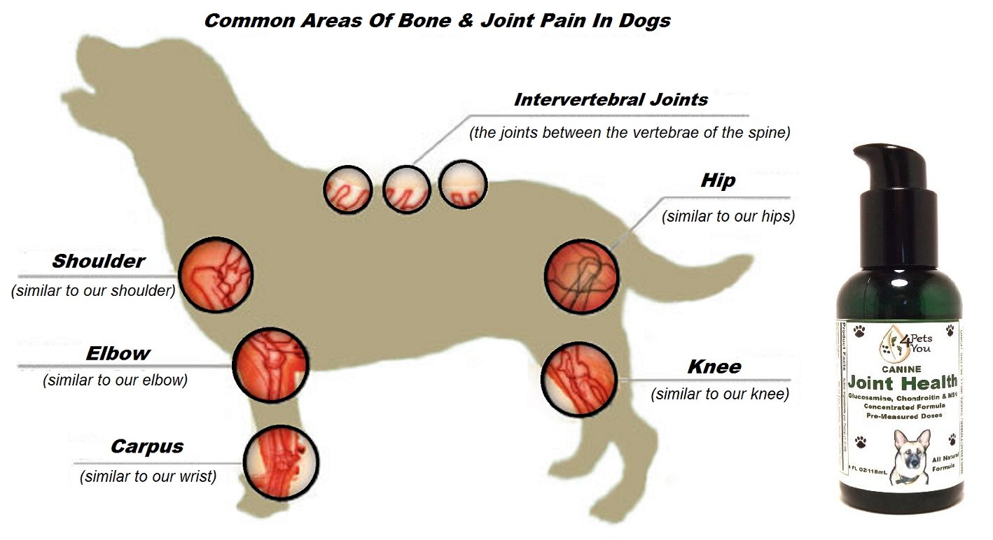 hip and joint supplements for puppies