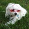 white dog wearing Doggles K9 Optix Rubber Sunglasses for Dogs in Silver